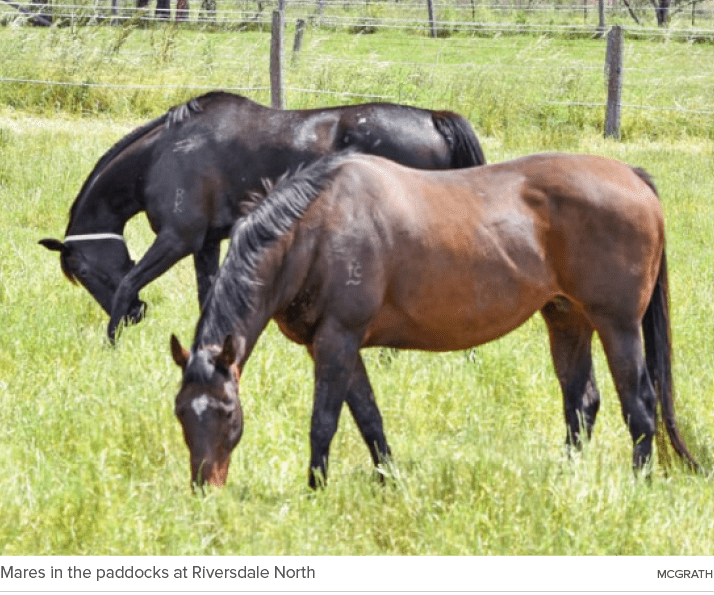 Mares in the paddocks at Riversdale North McGrat