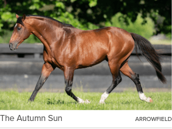 The Autumn Sun arrowfiel