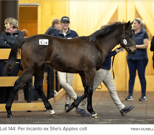 Lot 144: Per Incanto ex She's Apples colt Trish Dunel