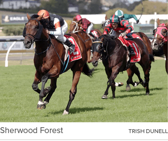 Sherwood Forest trish dunel