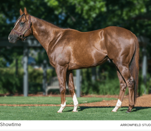 Showtime arrowfield stu