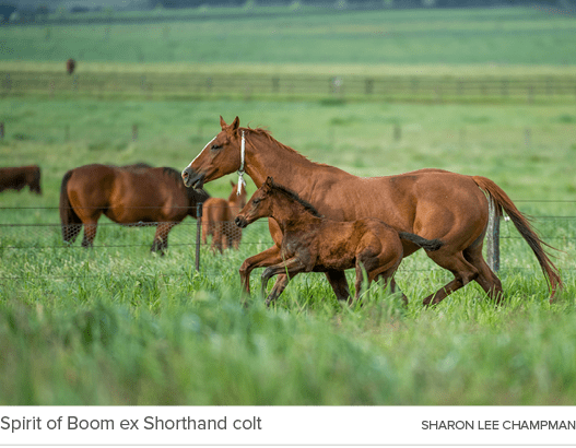 Spirit of Boom ex Shorthand colt sharon lee champma