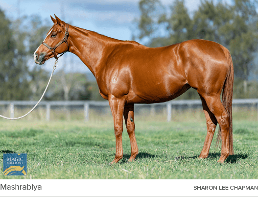 Mashrabiya Sharon Lee Chapma