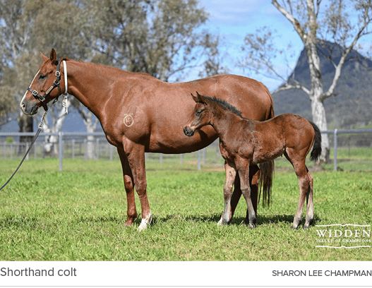 Shorthand colt sharon lee champma