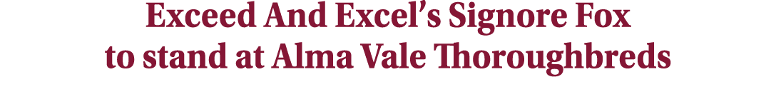 Exceed And Excel’s Signore Fox to stand at Alma Vale Thoroughbreds