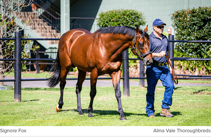 Signore Fox Alma Vale Thoroughbred