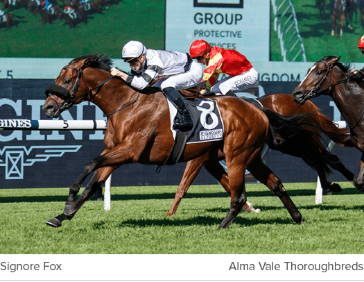 Signore Fox Alma Vale Thoroughbred