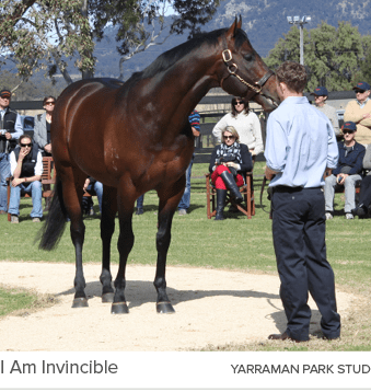I Am Invincible yarraman park stu