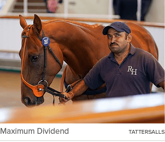 Maximum Dividend tattersall