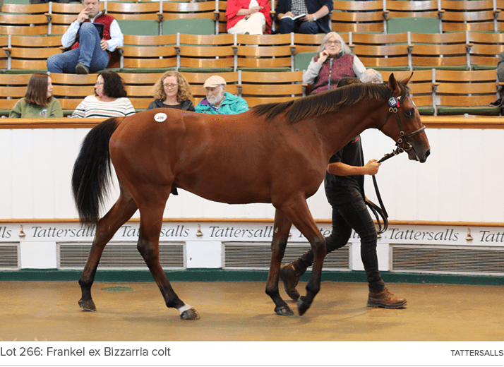 Lot 266: Frankel ex Bizzarria colt Tattersall