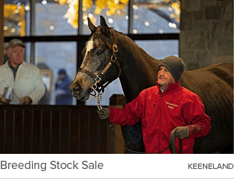 Breeding Stock Sale keenelan