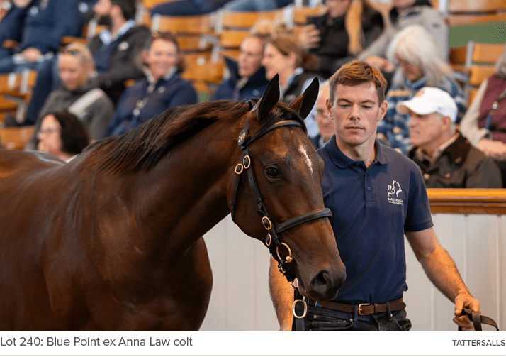 Lot 240: Blue Point ex Anna Law colt Tattersall