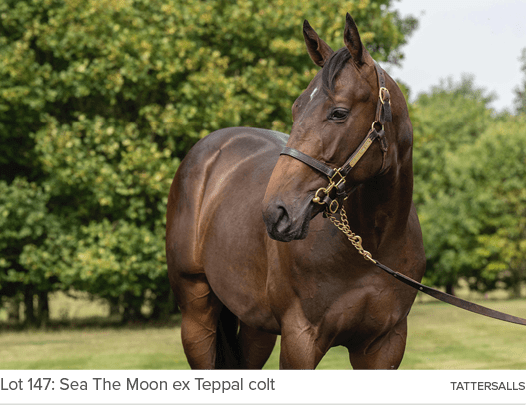 Lot 147: Sea The Moon ex Teppal colt Tattersall