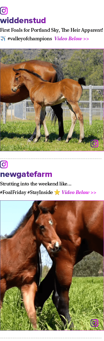 ￼ widdenstud First Foals for Portland Sky, The Heir Apparent! ✈️ #valleyofchampions Video Below   ￼ ￼ newgatefarm St...