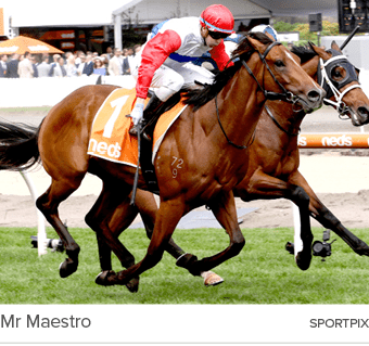 Mr Maestro sportpi