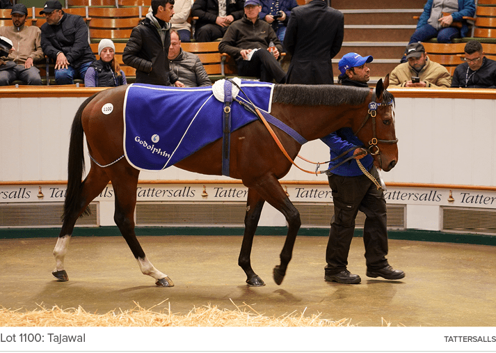 Lot 1100: Tajawal Tattersall