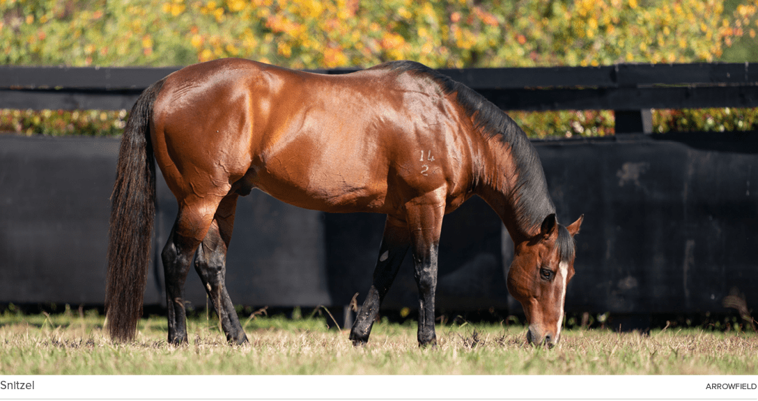 Snitzel arrowfiel