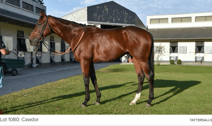 Lot 1080: Cawdor Tattersall