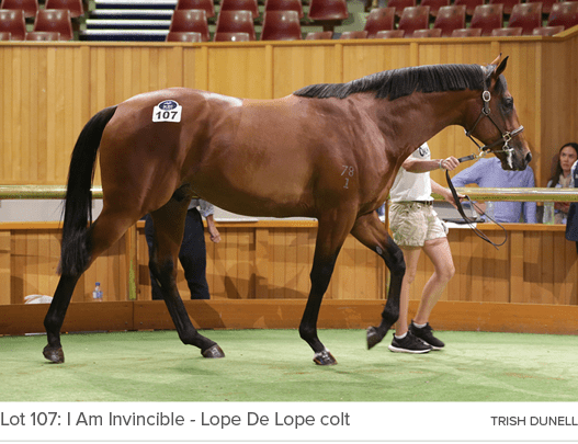 Lot 107: I Am Invincible Lope De Lope colt Trish Dunel