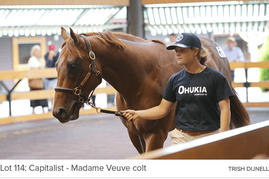 Lot 114: Capitalist Madame Veuve colt Trish Dunel