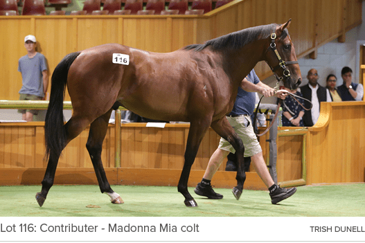 Lot 116: Contributer Madonna Mia colt Trish Dunel