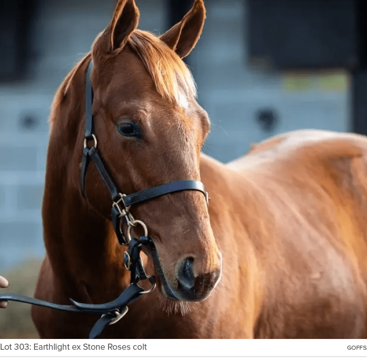 Lot 303: Earthlight ex Stone Roses colt Goff