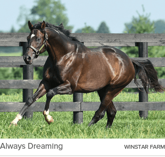 Always Dreaming winstar far