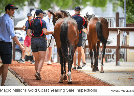 Magic Millions Gold Coast Yearling Sale inspections MAGIC MILLION