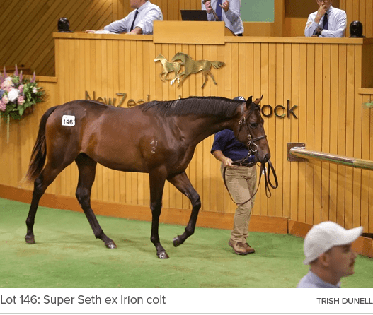 Lot 146: Super Seth ex Irion colt Trish Dunel