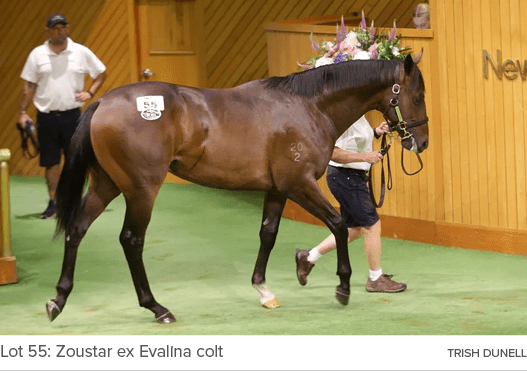 Lot 55: Zoustar ex Evalina colt Trish Dunel