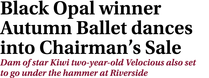 Black Opal winner Autumn Ballet dances into Chairman’s Sale Dam of star Kiwi two year old Velocious also set to go un...