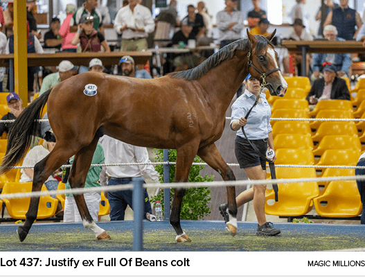 Lot 437: Justify ex Full Of Beans colt magic million