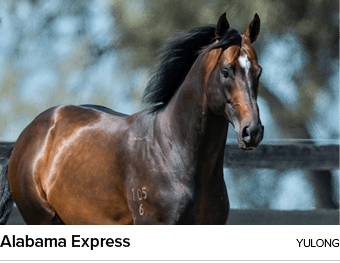 Alabama Express yulon
