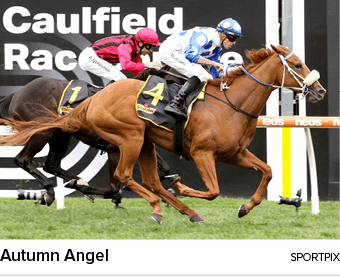 Autumn Angel sportpi