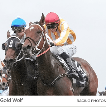 Gold Wolf racing photo