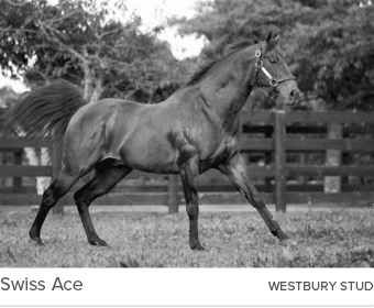 Swiss Ace westbury stu