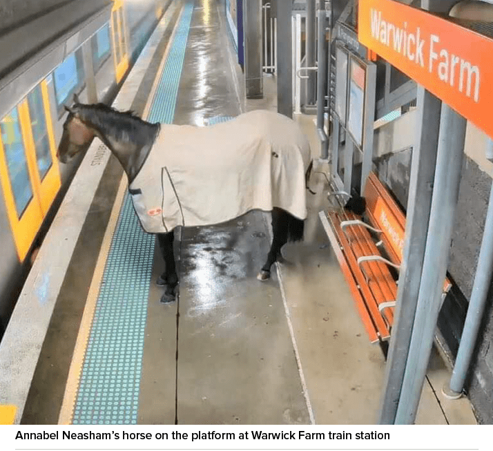 Annabel Neasham’s horse on the platform at Warwick Farm train station 
