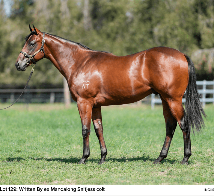 Lot 129: Written By ex Mandalong Snitjess colt ingli