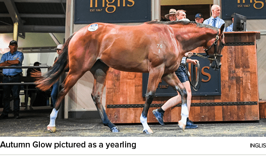 Autumn Glow pictured as a yearling ingli