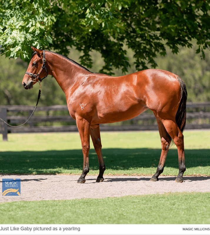 Just Like Gaby pictured as a yearling Magic Million