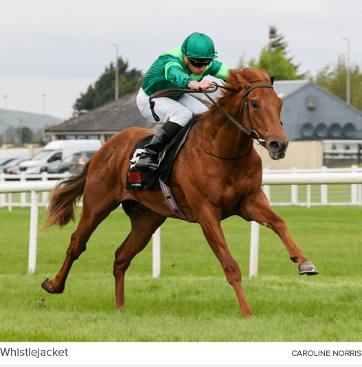 Whistlejacket caroline norri