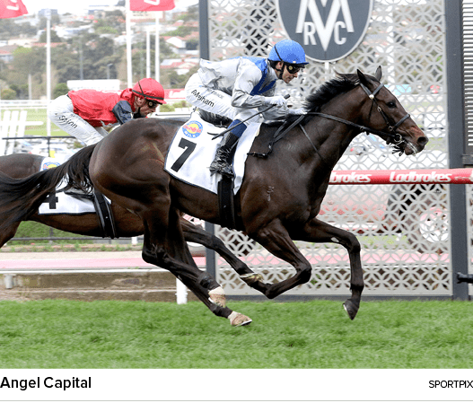 Angel Capital sportpi