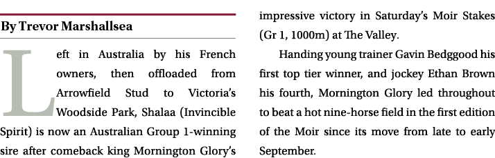 ￼ Left in Australia by his French owners, then offloaded from Arrowfield Stud to Victoria’s Woodside Park, Shalaa (In...