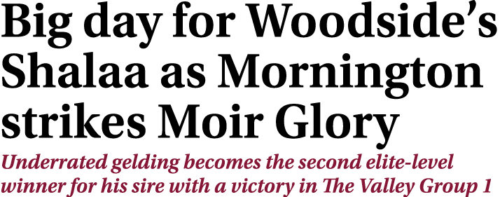 Big day for Woodside’s Shalaa as Mornington strikes Moir Glory Underrated gelding becomes the second elite level winn...