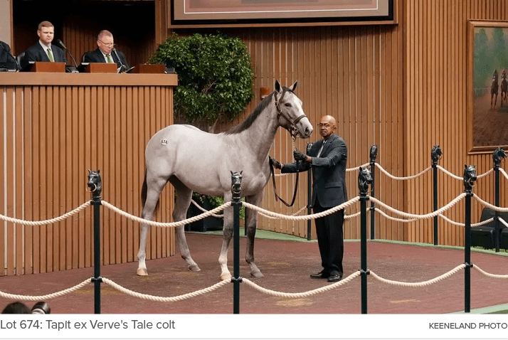 Lot 674: Tapit ex Verve's Tale colt Keeneland phot