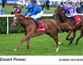 Desert Flower Edward Whitake