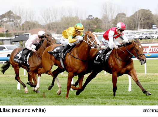 Lilac (red and white) sportpi