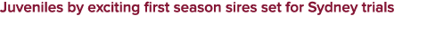 Juveniles by exciting first season sires set for Sydney trials