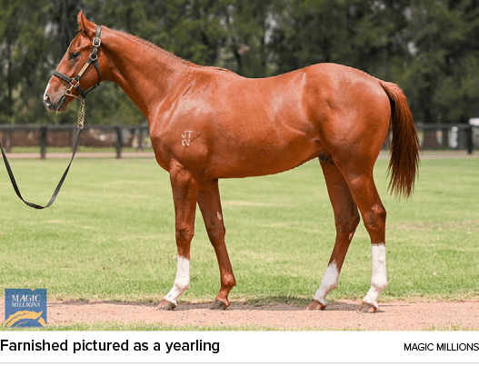Farnished pictured as a yearling Magic Million