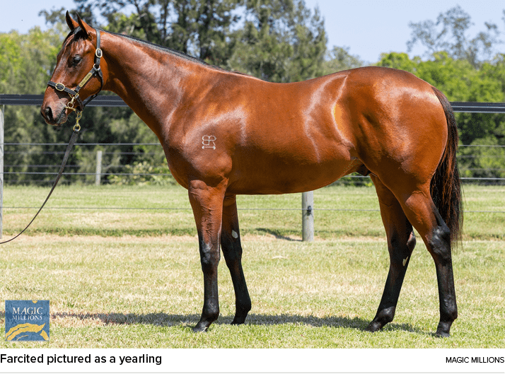 Farcited pictured as a yearling Magic Million